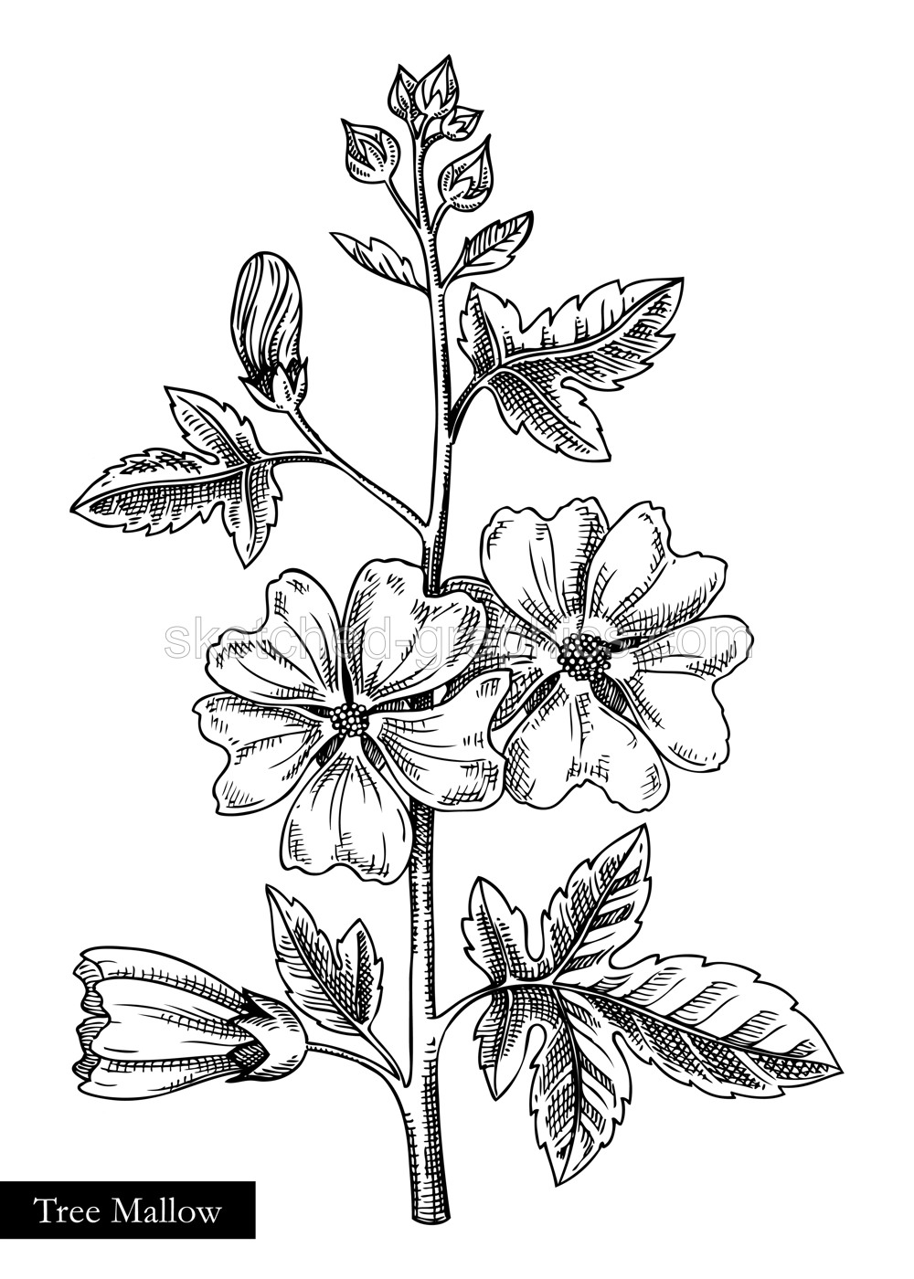 Tree mallow vector illustration. Hand drawn summer flower sketch. Hibiscus drawing isolated on white background. Malva flowering plant. Floral design element in engraved style Illustration